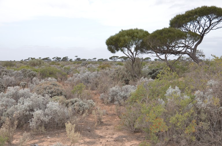 saltbush flats
